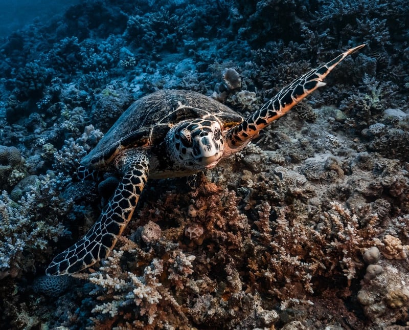 Underwater Diving